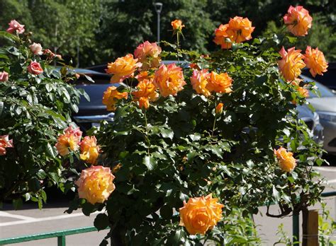 Роза шраб куст (75 фото) - фото - картинки и рисунки: скачать бесплатно