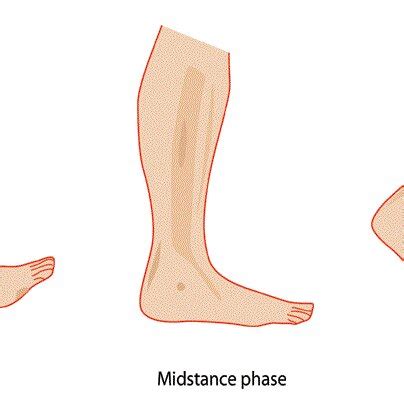 human walking behavior  stance phase  scientific diagram