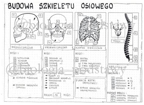 Klasa 7 Budowa Szkieletu Osiowego Sketchnotka • Złoty Nauczyciel