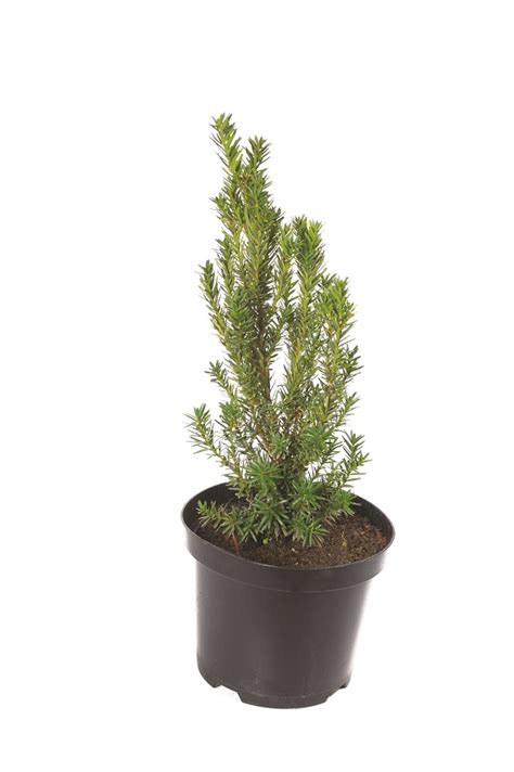 Тисс ягодный Taxus baccata - Растения в контейнерах купить в Краснодаре