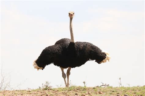 Ostrich Anatomy and Species Archives - Ostrichology