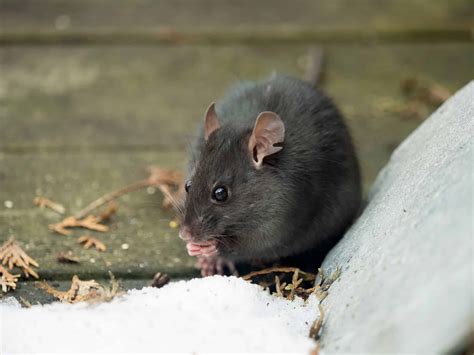 Palm Rat Animal Pictures | A-Z Animals