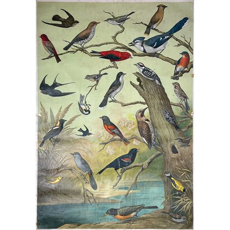 AUDUBON CHART NO 1