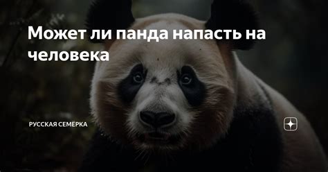 Может ли панда напасть на человека | Русская Семёрка | Дзен