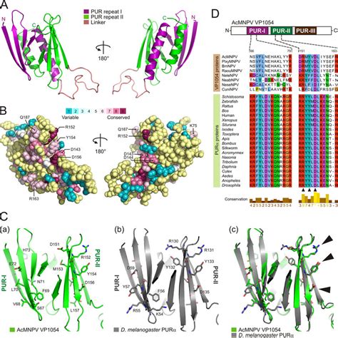 Homology Derived Structural Model Of The AcMNPV VP1054 Protein A