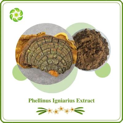 World Well Bieng Plant Extract Phellinus Igniarius Extract Phellinus