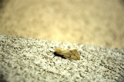 Mais De Imagens Gr Tis De Vagina Peluda E Natureza Pixabay