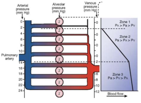 L L Pulmonary Circulation Flashcards Quizlet