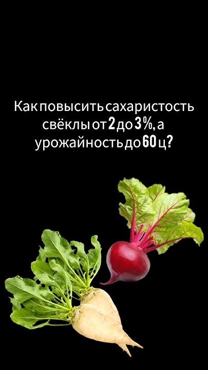 Получение высокого урожая столовой и сахарной свёклы. #свекла #свёкла # ...