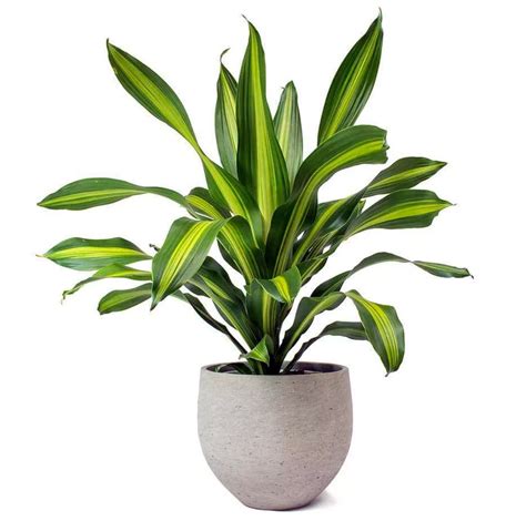 Dracaena Fragrans Care Guide Corn Plant
