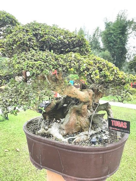 Bonsai No Sato Park And Resort Cauayan City Isabela Blast