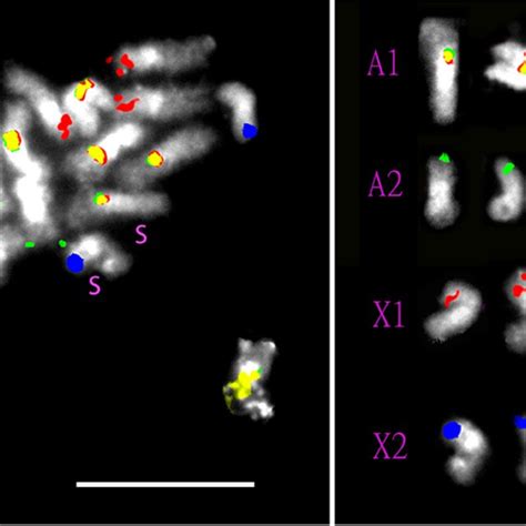 Left, metaphase of testis with 4 maternally derived S chromosomes... | Download Scientific Diagram