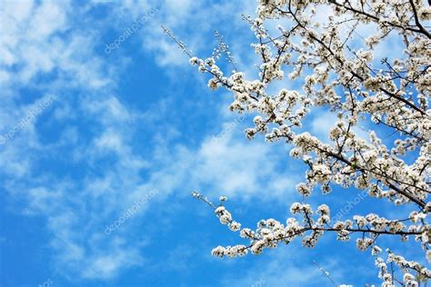 Springtime flowers — Stock Photo © rcaucino #1255538