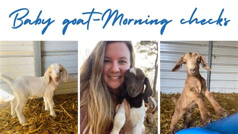 Kidding Barn Baby Goat Checks Morning Chores Youtube