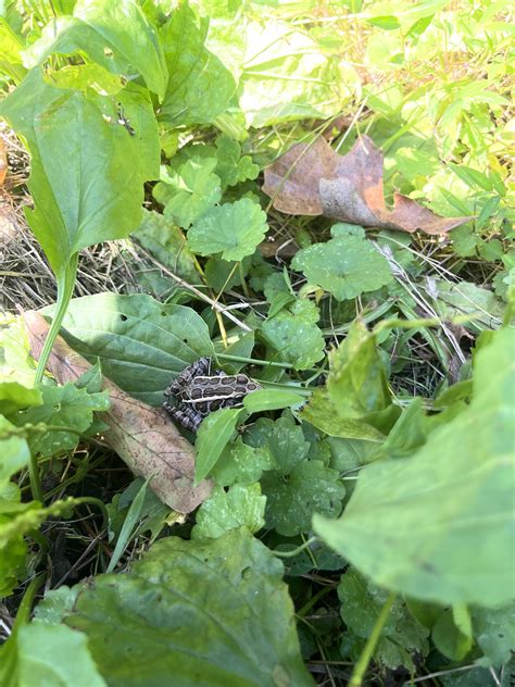Pickerel Frog? Southern NJ, USA : r/frogs