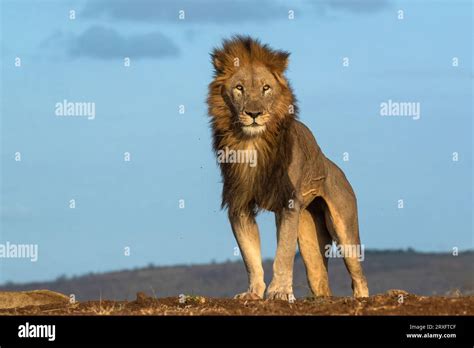 Lion Panthera Leo Stretching Zimanga Private Game Reserve Kwazulu
