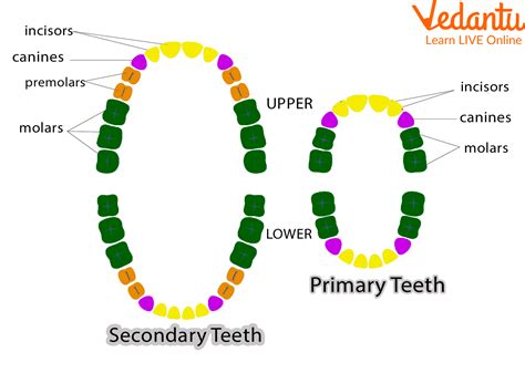 teeth names  guide   names   parts   teeth