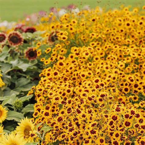 Coreopsis Seeds Shop 12 Varieties Eden Brothers
