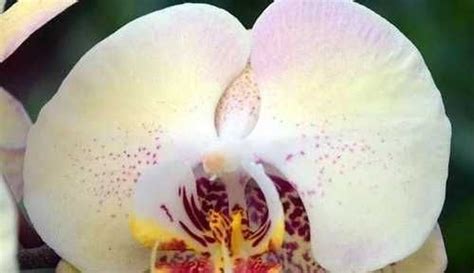 Орхидея Phal. Мандала | Festima.Ru – частные объявления