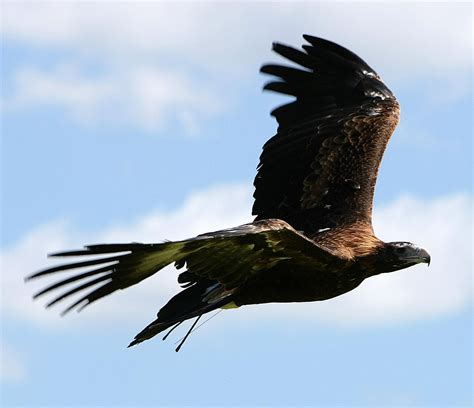 Paleontologists ‘discover Fossil Of Giant Extinct Eagle That Dwarfed