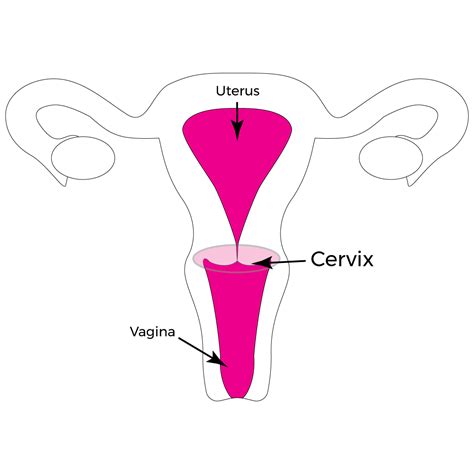 The Cervix Your Gateway To Sexual Pleasure Connection And Healing Owning Your O