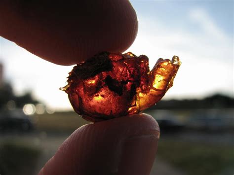 Вишневая смола или камедь: причины появления, меры борьбы