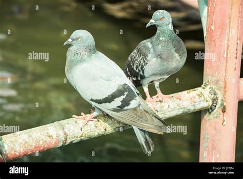 Purple Pigeon Bird High Resolution Stock Photography and Images - Alamy