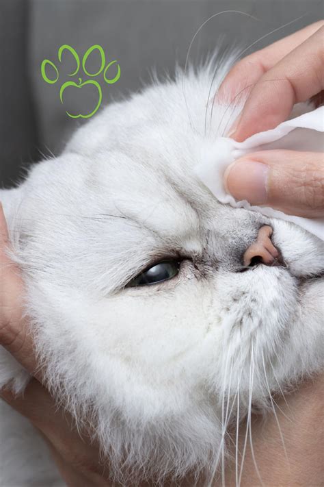 7 reasons why your cats eyes are leaking – Artofit