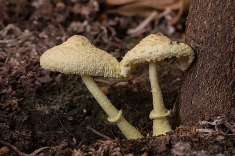 1 Free Yellow Houseplant Mushroom And Mushrooms Images Pixabay