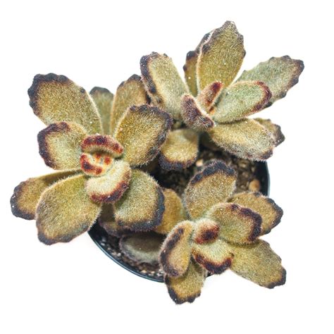Kalanchoe Tomentosa | Teddy Bear Plant – Lazy Gardens