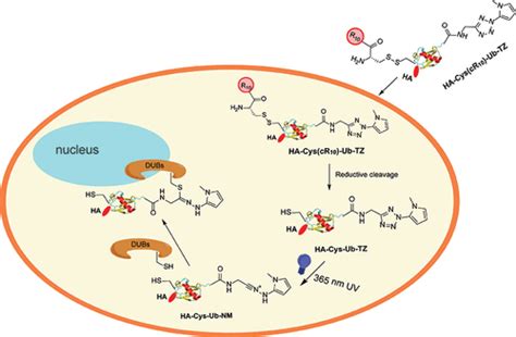 Photocaged Cell Permeable Ubiquitin Probe For Temporal Profiling Of