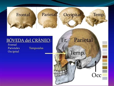 Huesos Del Neurocraneo