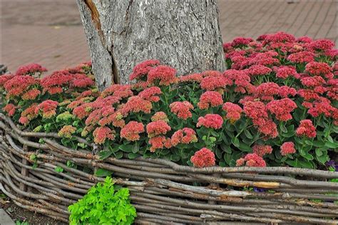 Садовые низкорослые цветы (35 фото): особенности многолетних красивых ...