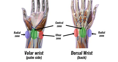 Wrist Anatomy - Bones, Ligaments, Muscles & Nerves