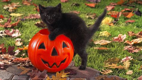 cat  pumpkin cute halloween desktop wallpaper wallpaperscom