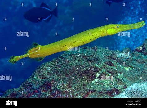 Trumpet Fish Stock Photos & Trumpet Fish Stock Images - Alamy