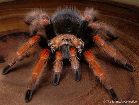 Mexican Fireleg Tarantula Brachypelma Boehmei — The Tarantula Collective