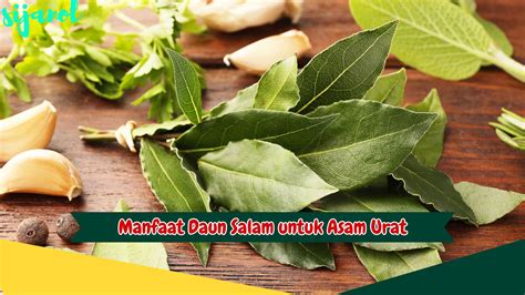 kenali  manfaat daun salam  mengurangi gejala asam urat sijanolcom