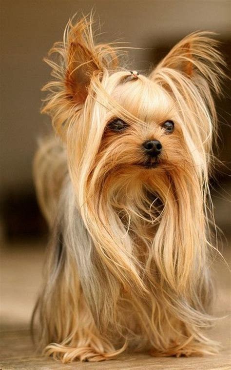 151 Extremely Cute Yorkie Haircuts for Your Puppy | Yorkshire terrier ...