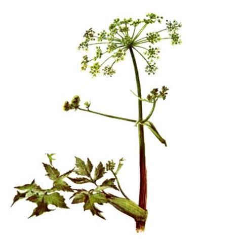 Дягиль лекарственный