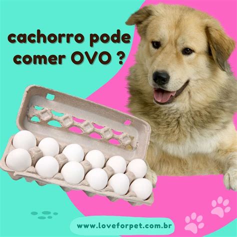 Cachorro Pode Comer Ovo Saiba Tudo Aqui