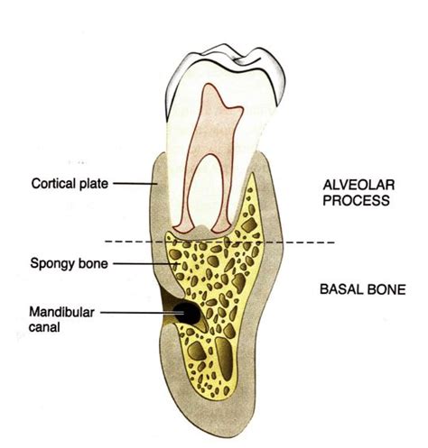 Alveolar Bone Dentistry Bones Teeth