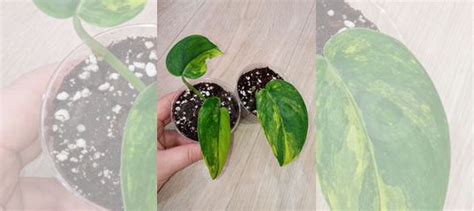 Сциндапсус жаде сатин вариегатный купить в Санкт-Петербурге | Товары ...