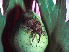 Boll weevil - Wikipedia