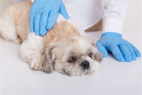 Thrive Pet Healthcare opens urgent care clinic