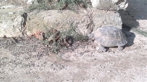 testudo graeca ibera testudo graeca ibera picture nature