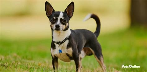chihuahua dog breed information pets
