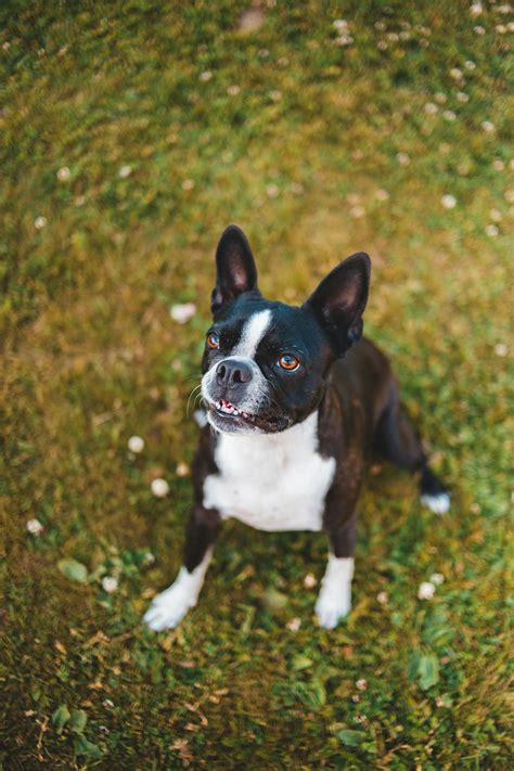 How To Train Your Dog To Bark On Command - Pet Trained