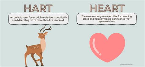 Hart vs. Heart – Difference in Meaning and Spelling