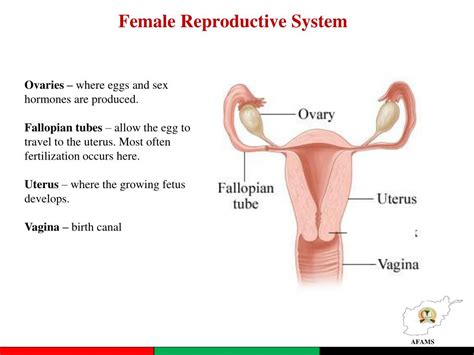 Ppt The Reproductive Systems سیستم تناسلی Powerpoint Presentation Id 2427360